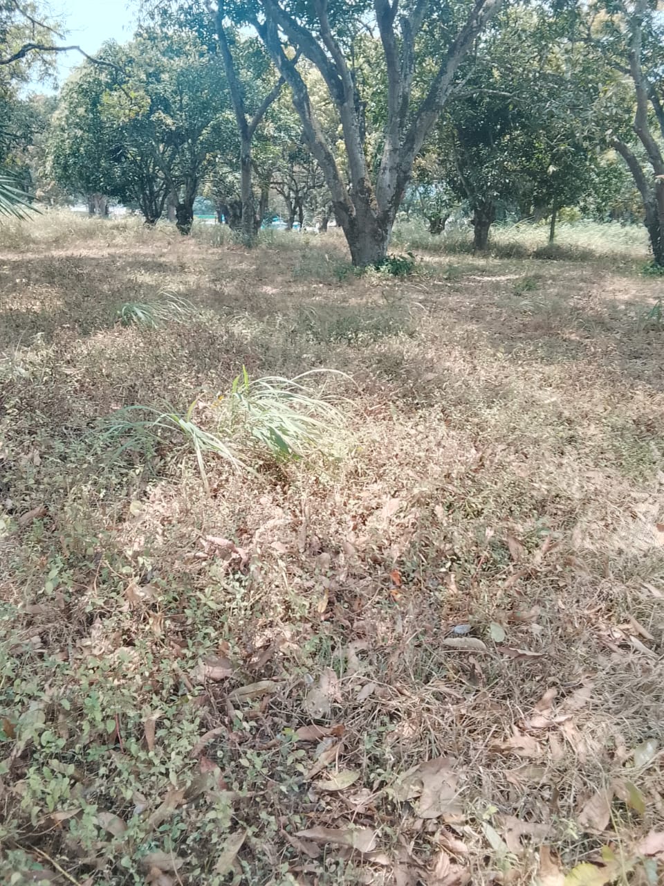 Photo 4 — avant les travaux, Lycée agricole du km 17 à Brazzaville