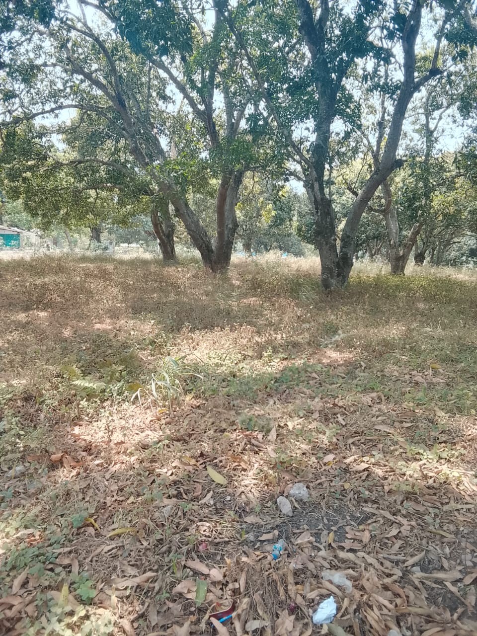 Photo 5 — avant les travaux, Lycée agricole du km 17 à Brazzaville