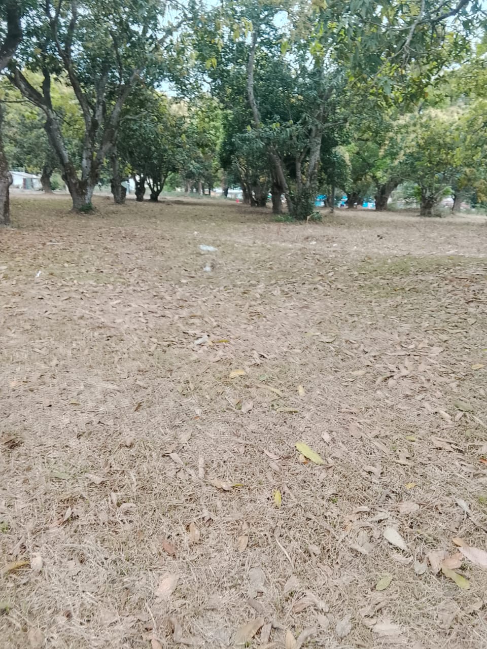 Photo 35 — après les travaux, Lycée agricole du km 17 à Brazzaville